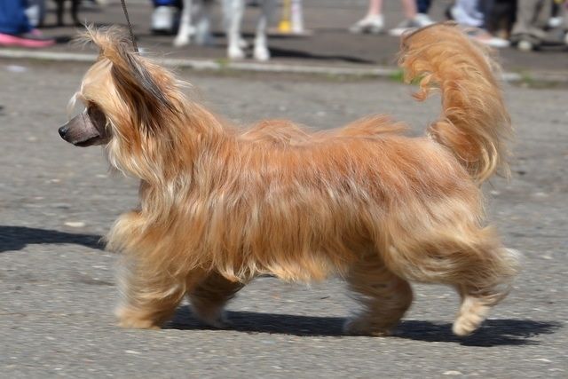 Ins Lucky Star Tiramisu