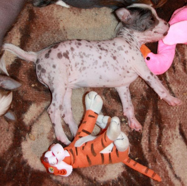 Yadwiga Favori Elkati