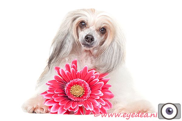 Taijan Dreamer Tinkerbelle