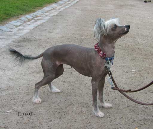 Yodanites Enchantress