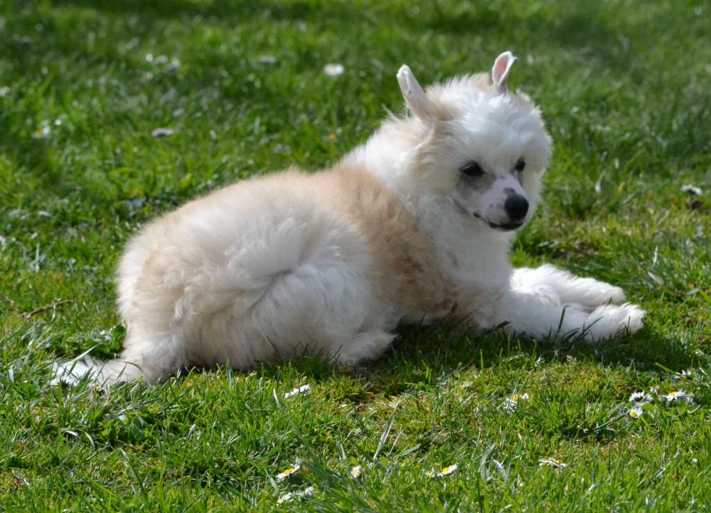 Lorgan de L'Orée des Rêves