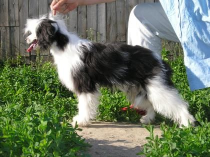 Shimron - Meron Iz Gavaona