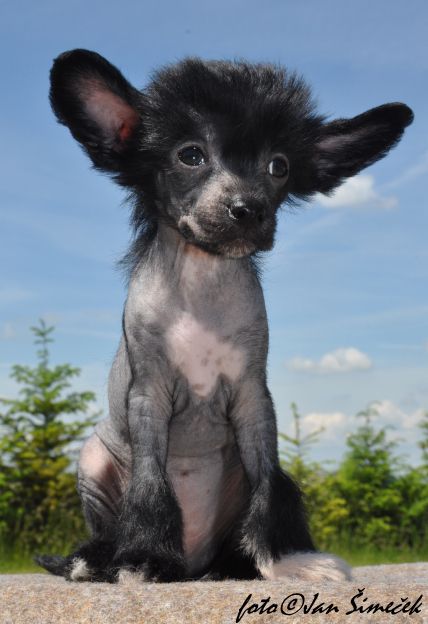 Agatha Christie Riccoletto