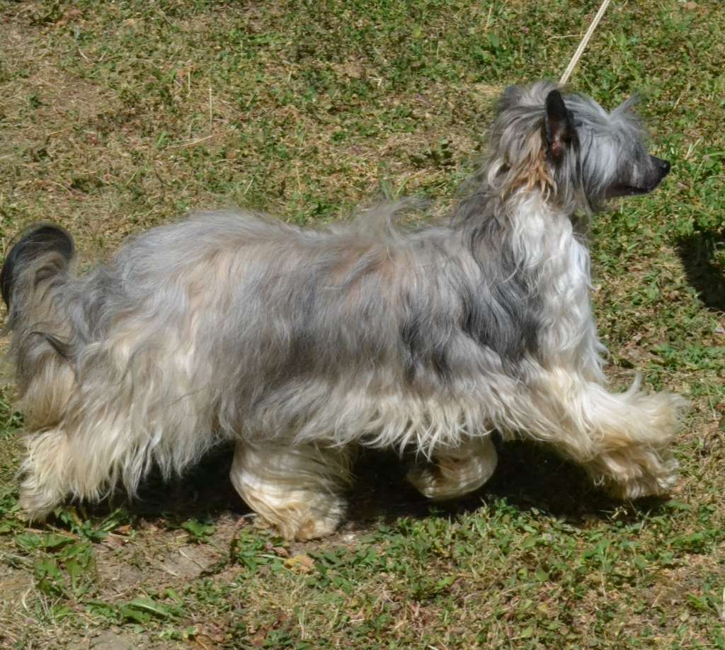 Morango Doce de l'Orée des Rêves