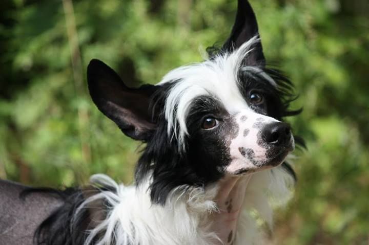 Etno Spirit Victorius