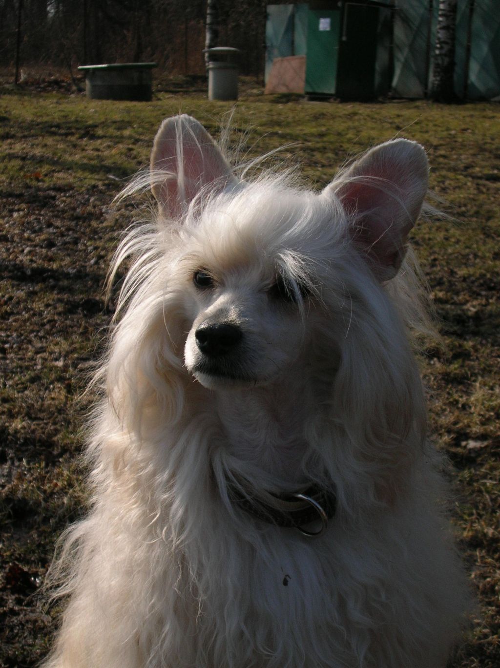 Calla Shinba Rose of Silesia