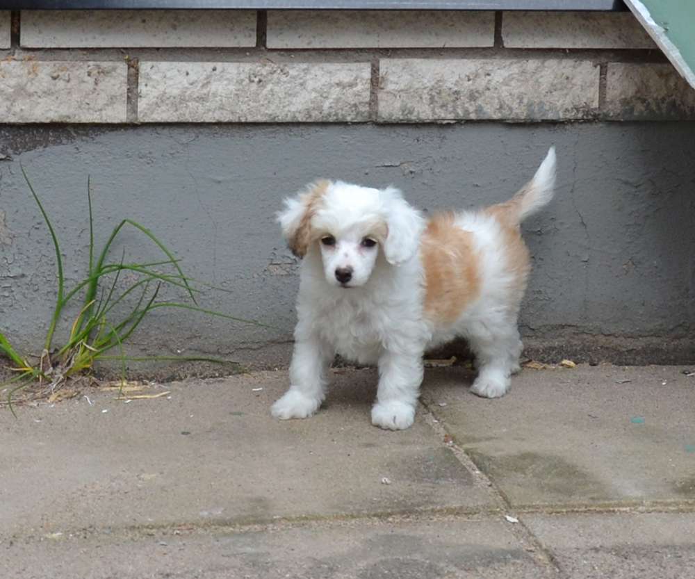 Myrtans Biscuit Made