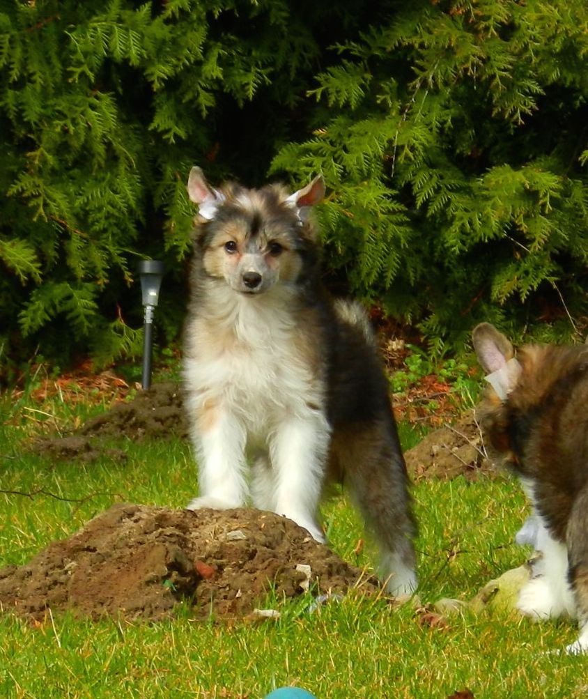 Yo-Ho Jalowcowka Sua Sponte