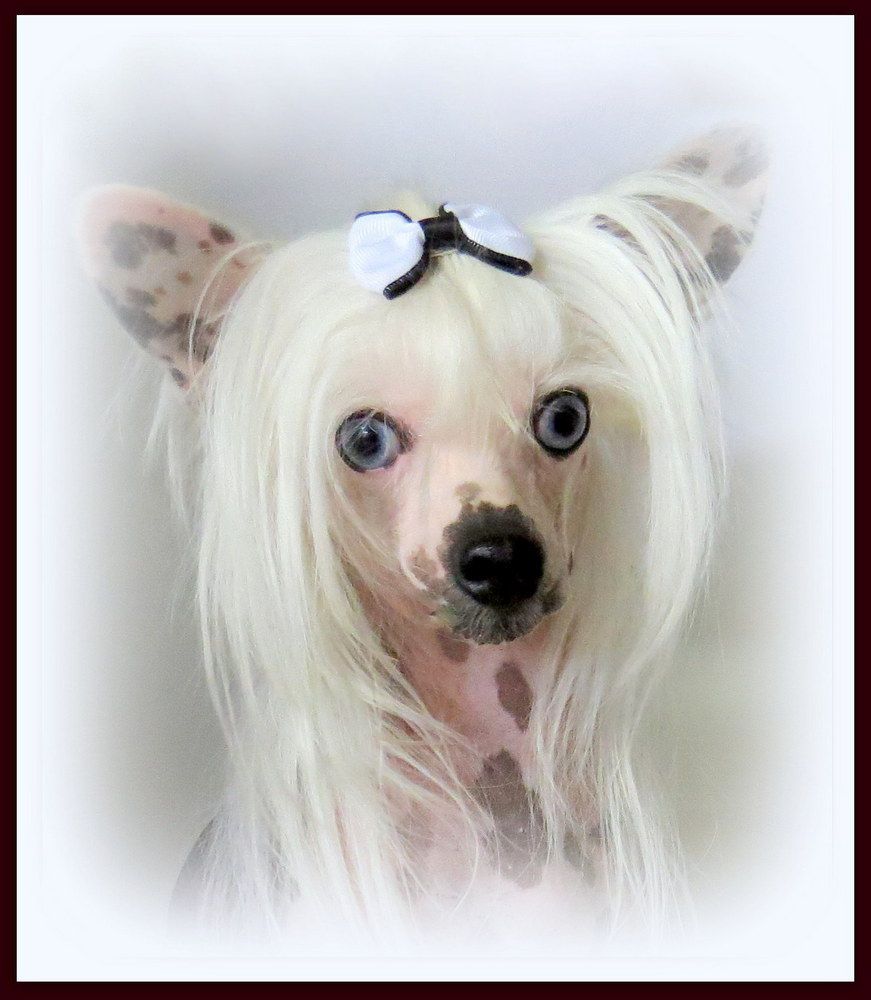 Mstical Prince Blue Flame