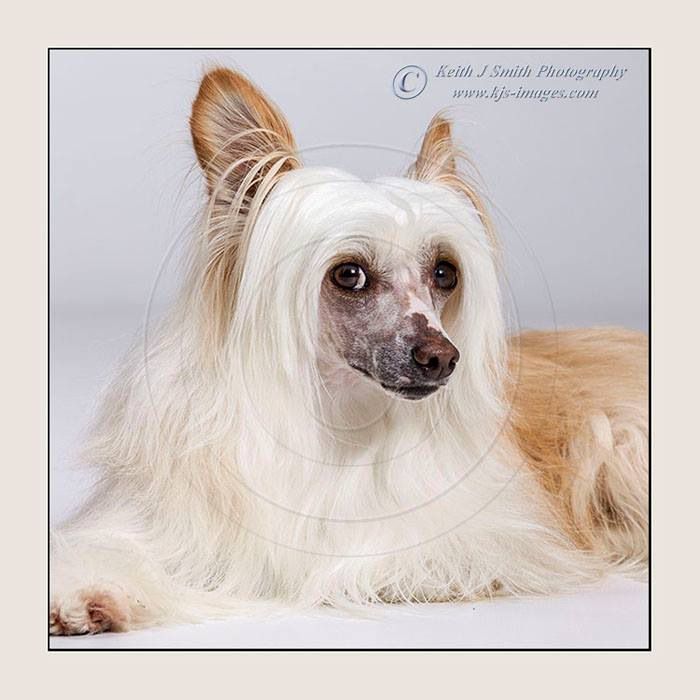 Konishiki Big Bopper