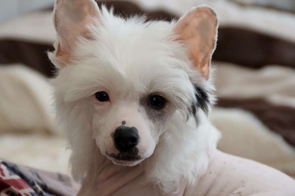 Chichiripa Class Of Its Own