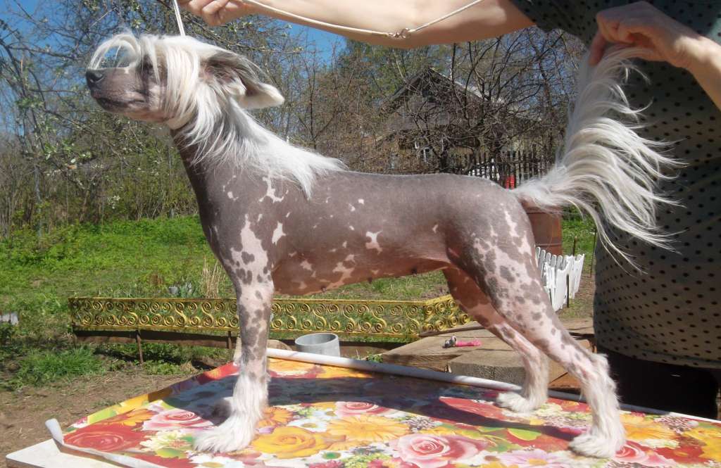 Solveig Goro Pearl Placer