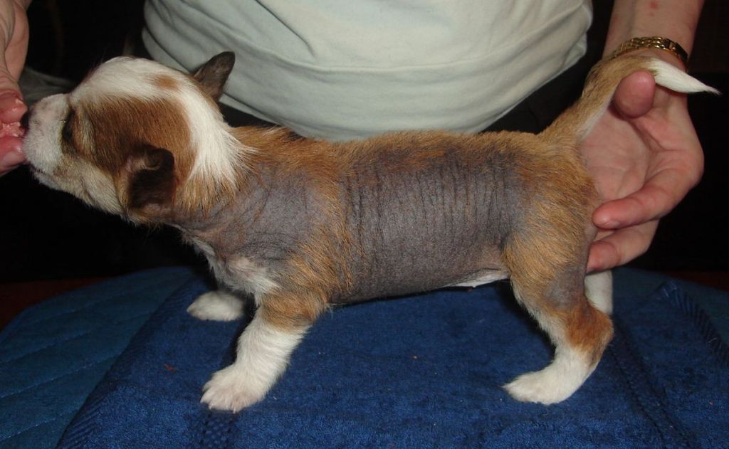 Magic'N Mystic Delightful Pearl