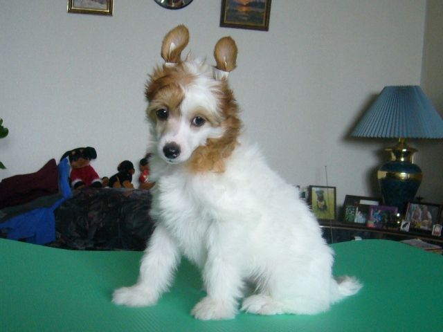 Picture
