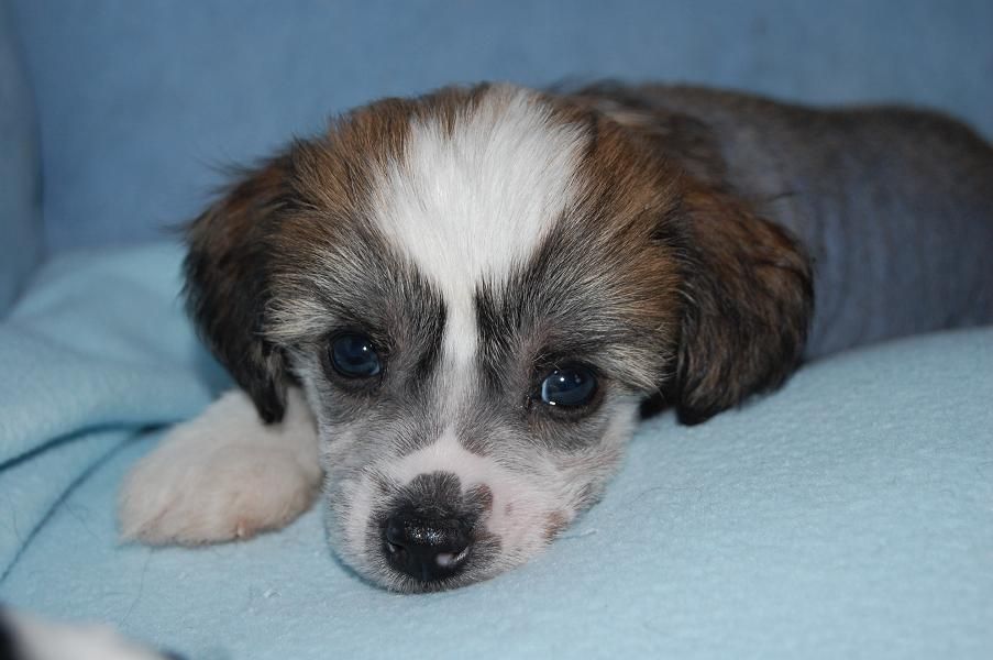 Kertalaakin Auringonpoika