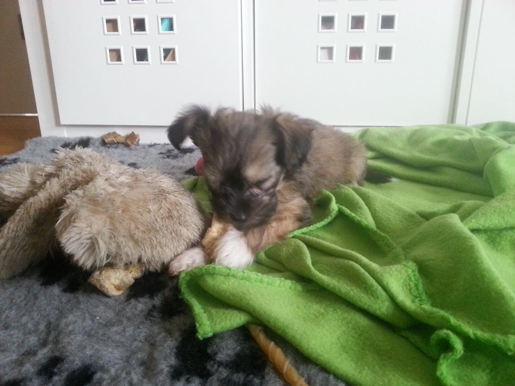 Divine Cresteds Attrahera