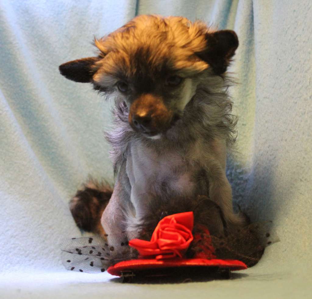 Happy Dancing Zig Zag