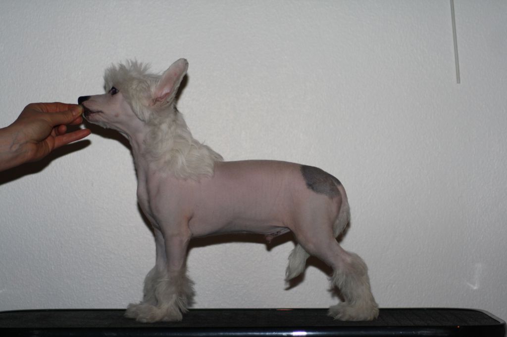 Windy Forest's Starcatcher