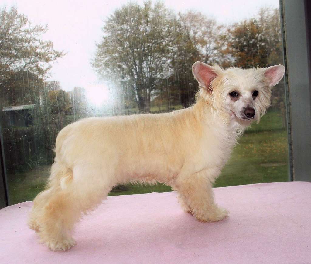 Be My Dog's Ypsidy Yips