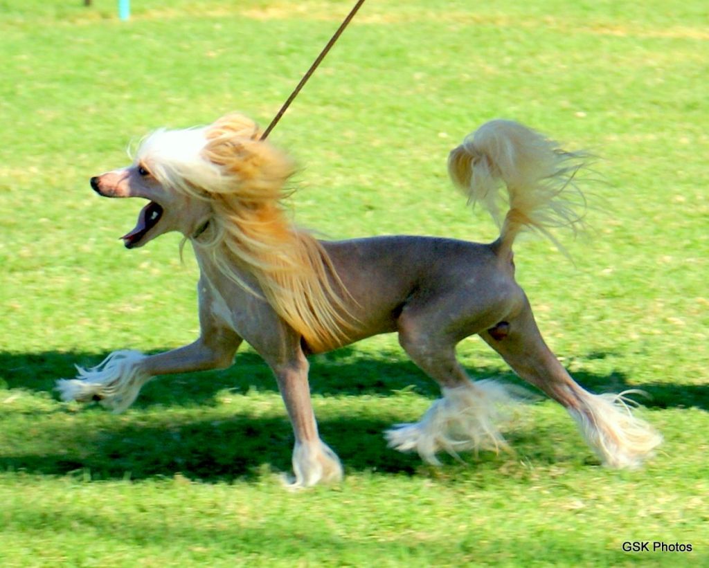 Krishna's Jack Frost