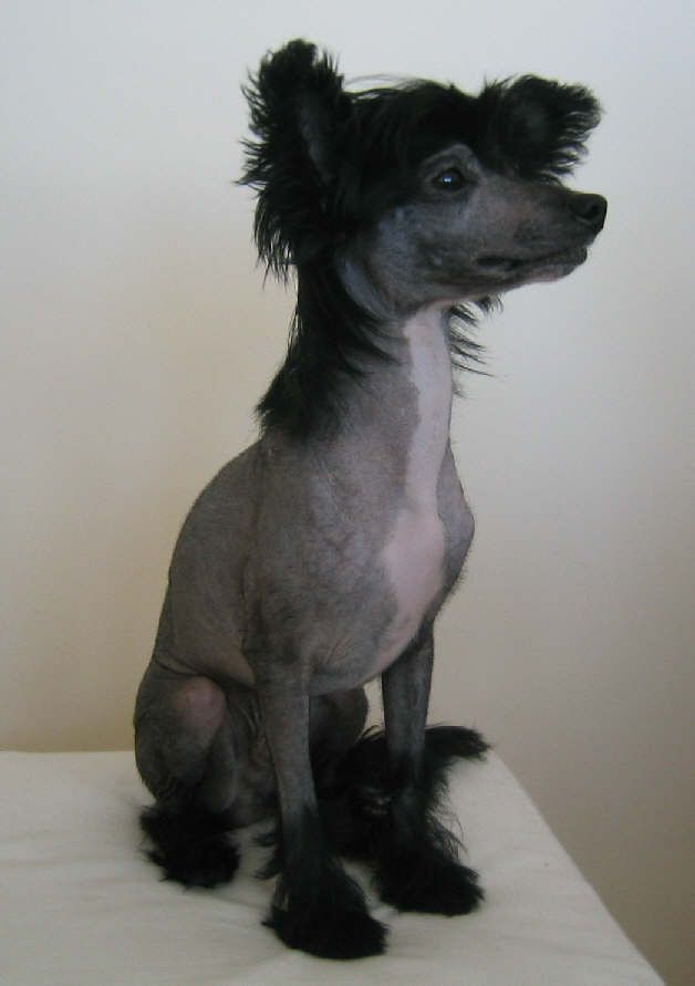 Crestwood Kross The Line