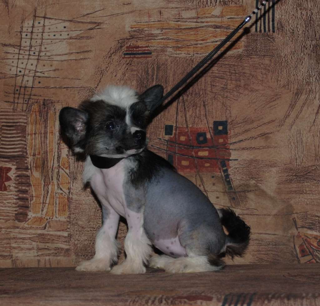 Boston Baked Beans Dom Risorto