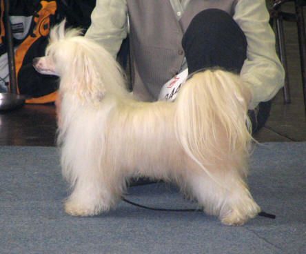 Di Gabriellas Toulouse