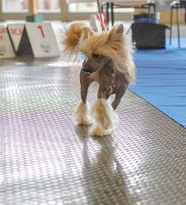 Pretty Revenge Je suis Jadore