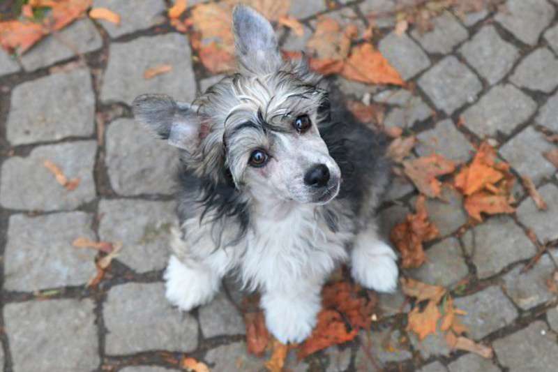 Hermes Vetiver Olyuti Gattaca