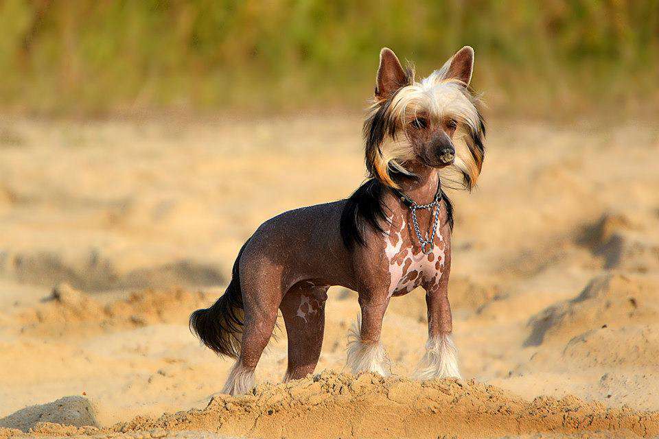 Zlato Dinastii Todes