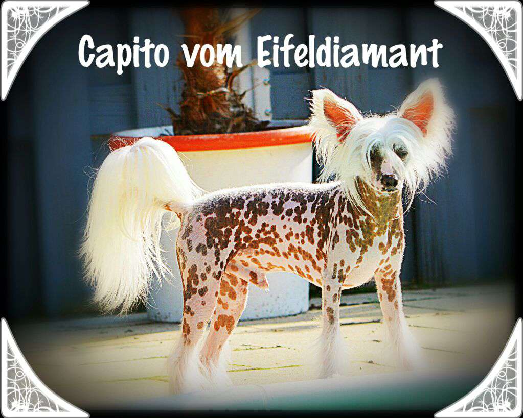 Capito vom Eifeldiamant