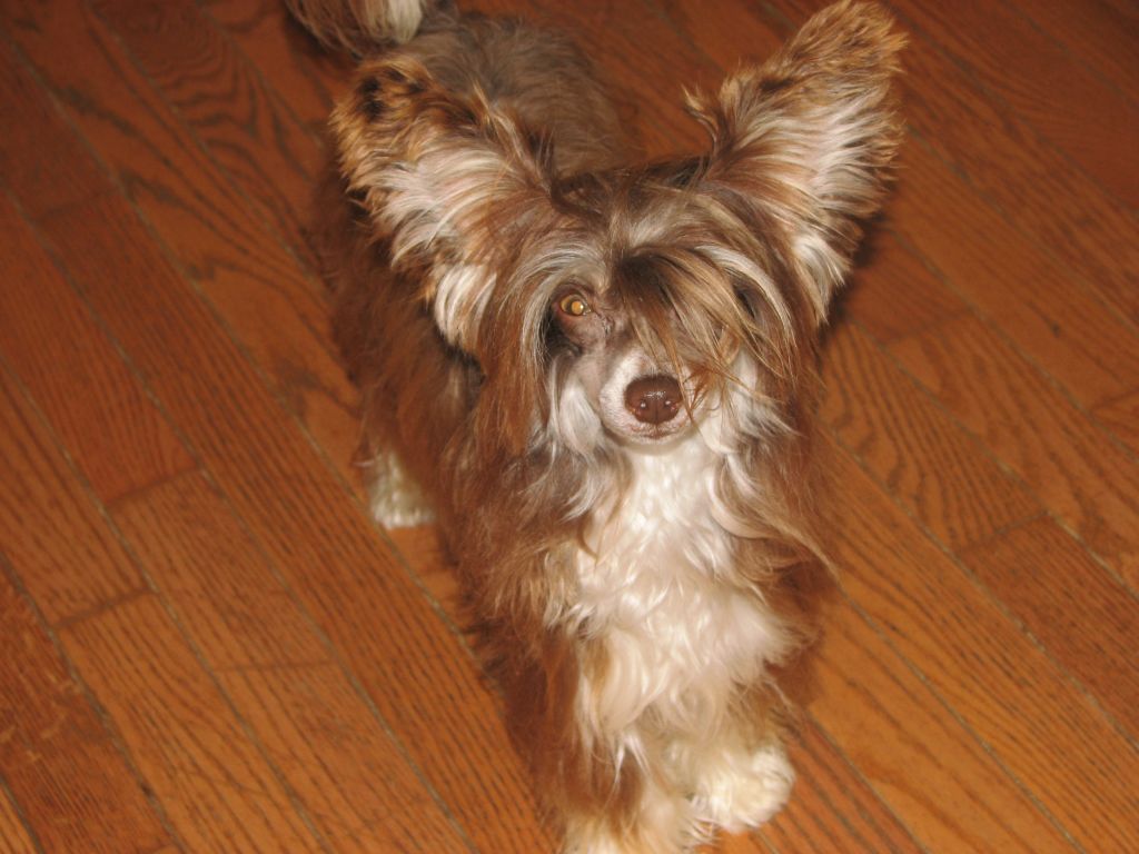 Perizads Caribbean Dreams