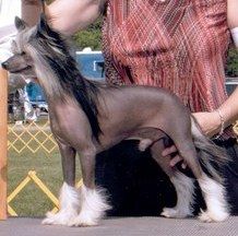 Gemstone's Just Push Play