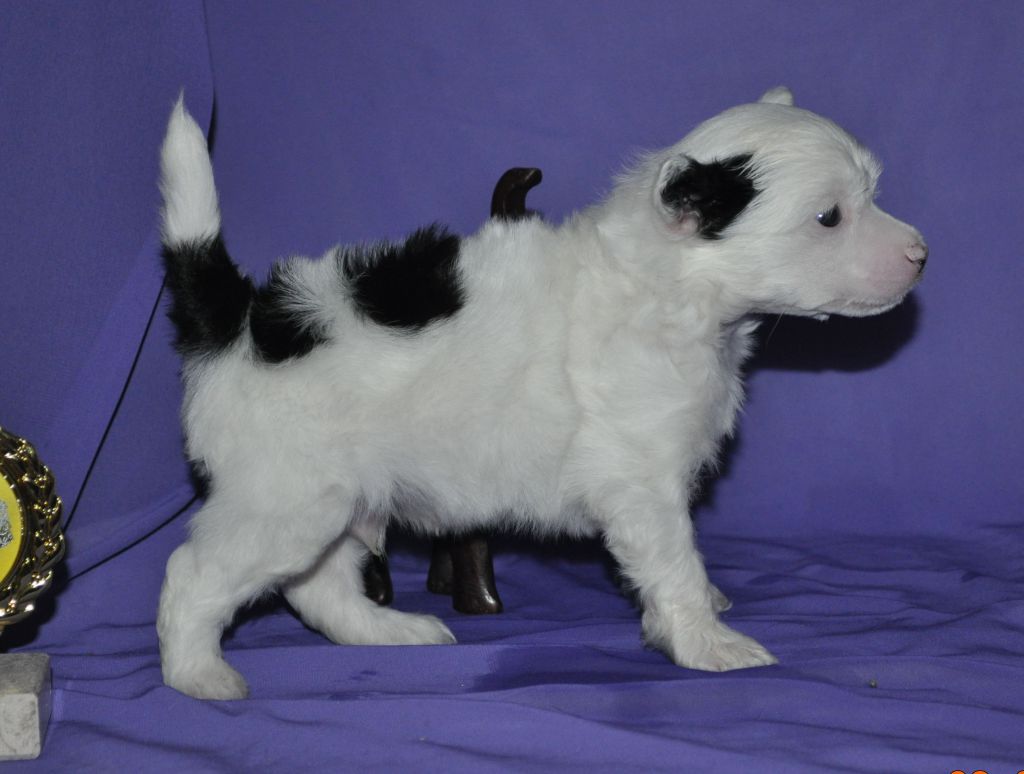 Armani Sharm Ilarion