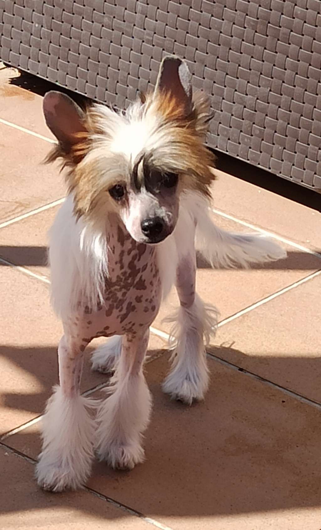 Magnus Staff Icon of Fashion