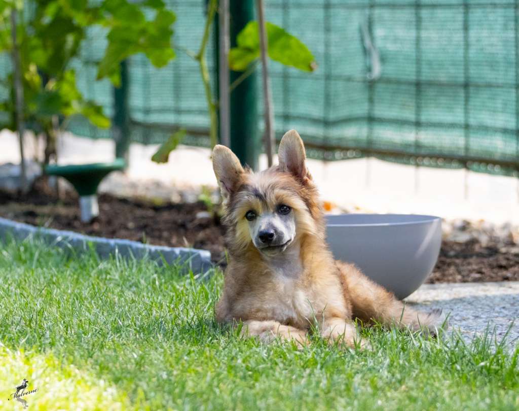 Yoric Queen Malverne