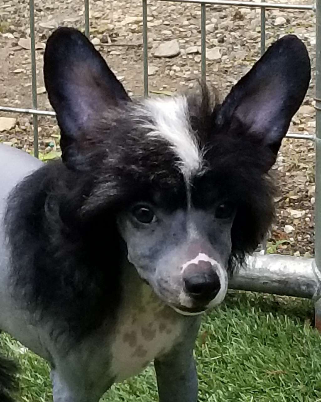 Tryfecta Black Tie Affair