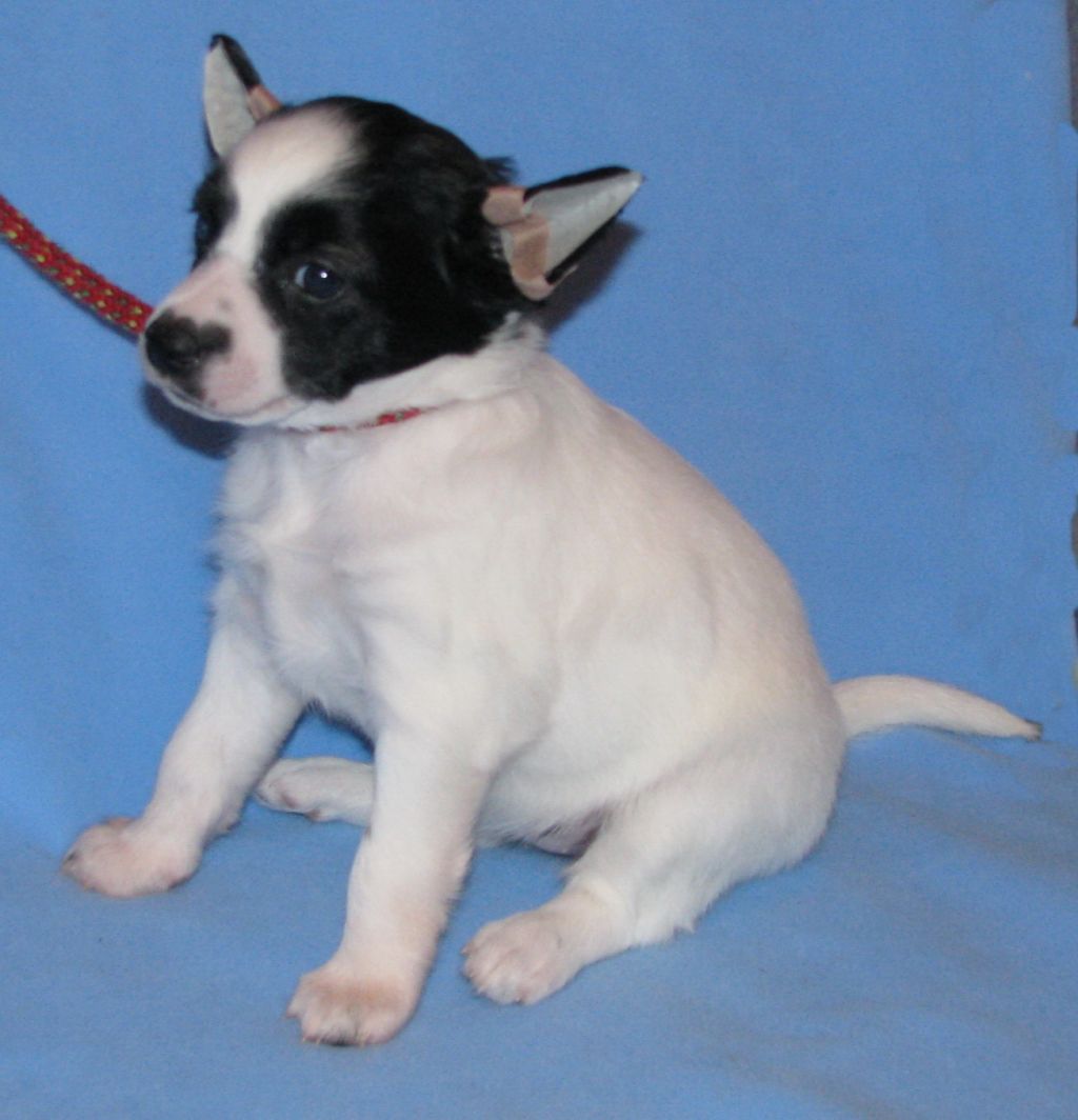 Opus Palmare Santa Luchia Bender