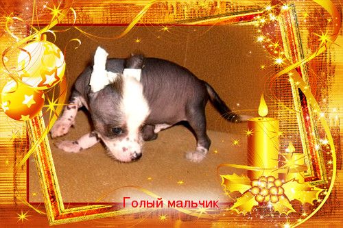 Lux Star Villis bon Hammer