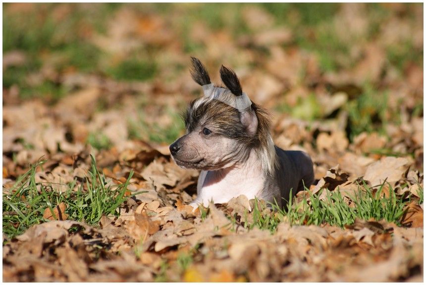 Gina  Du Coeur Des Tenebres