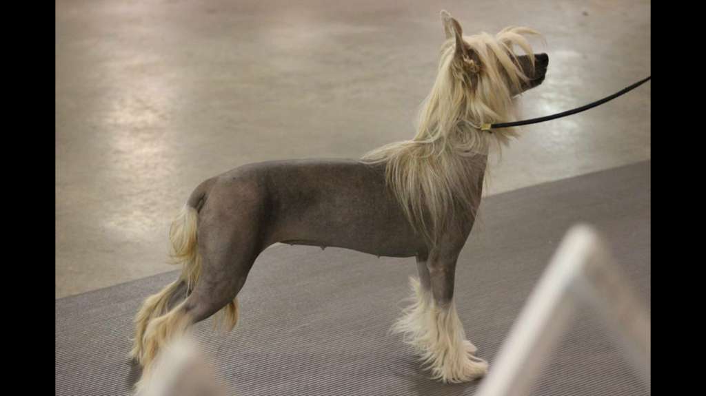 Gingery's Angel Eyes