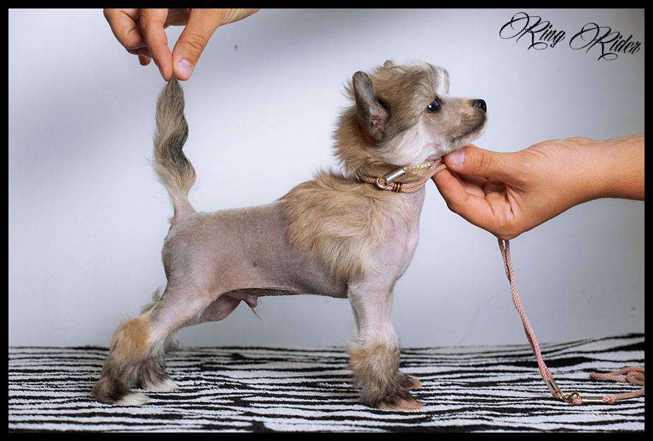 Ring rider cheeky Moonkey