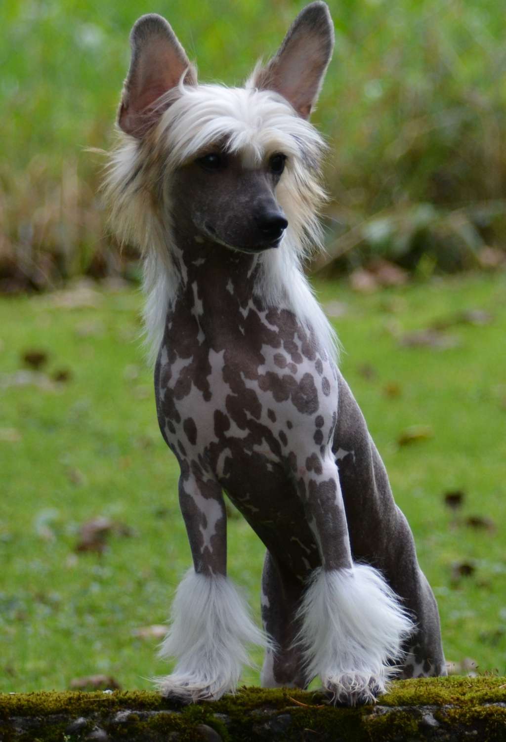 Zip-A-Dee-Ay Gewinnen Lächeln