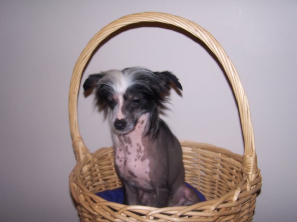 Mstical Moonlight Oreo