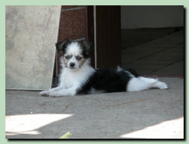 Mercedes Raj Dla Zwierzat