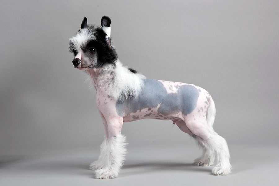 Kranar Forse Majeure