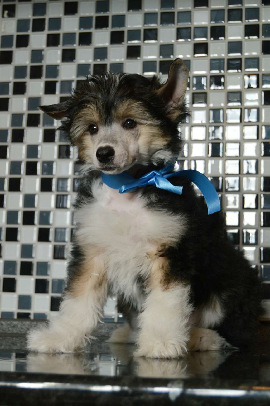 Bart Golden Fitcher Iz Chudnoy Doliny