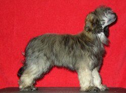 Väråsen Daddy Cool