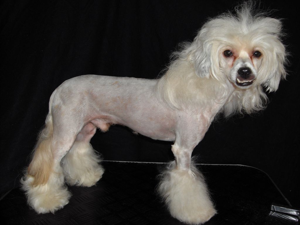 Dyrdal's Baron Brakoz