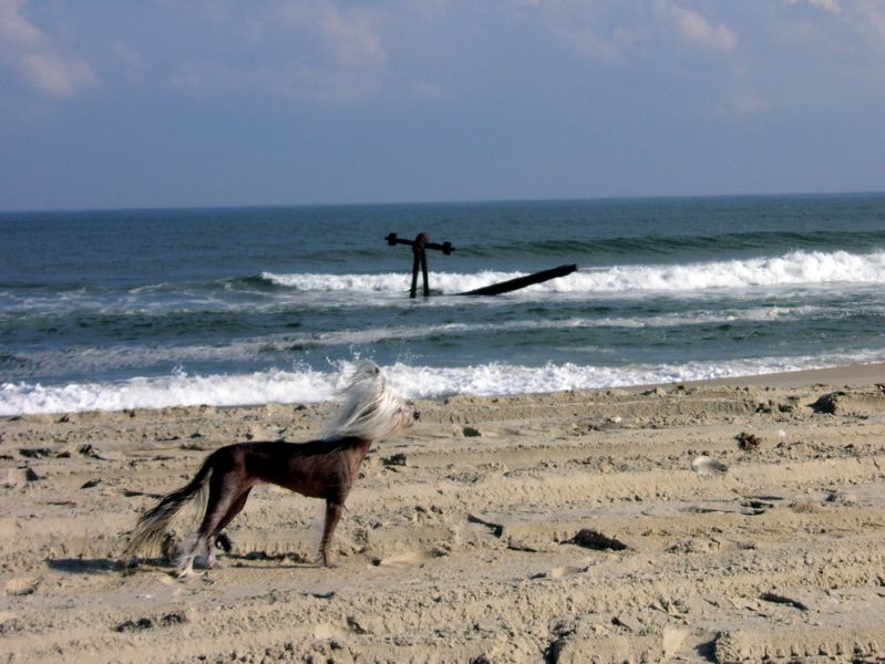 Patrohn's Porcus Dorcus